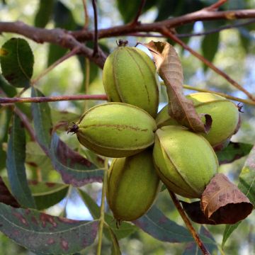 Carya illinoinensis Pawnee - Nozes-pecã
