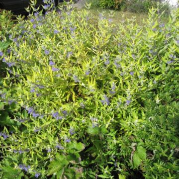 Caryopteris Worcester Gold