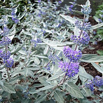 Caryopteris clandonensis Sterling Silver