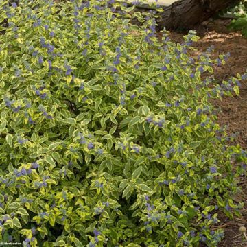 Caryopteris Summer Sorbet®