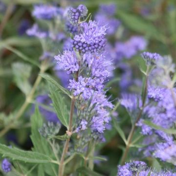 Caryopteris Grand Bleu
