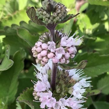 Caryopteris clandonnensis Pavilion Pink