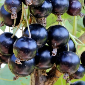 Groselheira-preta (Cássis) Ojebyn