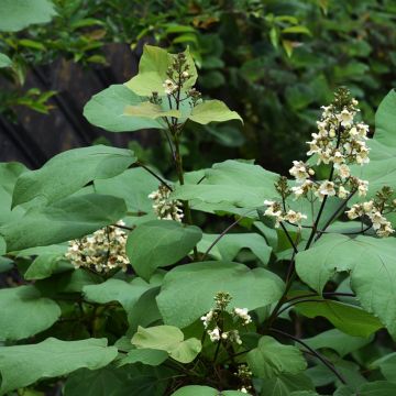 Catalpa ovata Slender Silhouette