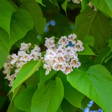 Catalpa bignonioides em sementes - Catalpa-comum