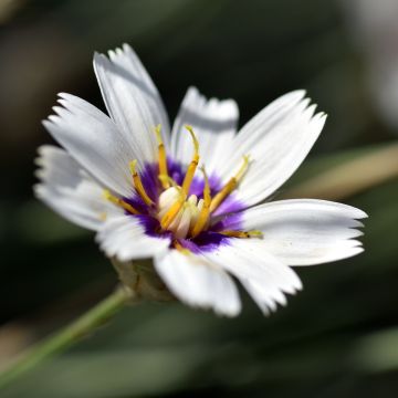 Dardo-de-cupido Alba - Catananche caerulea