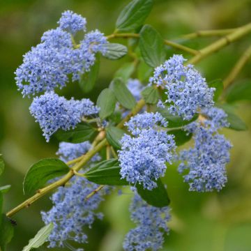 Ceanothus Spring Party