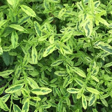 Ceanothus impressus Lemon & Lime