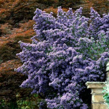 Ceanothus impressus Puget Blue