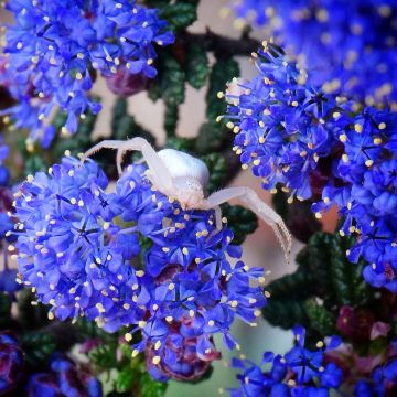 Ceanothus impressus Dark Star