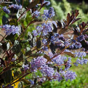 Ceanothus Tuxedo