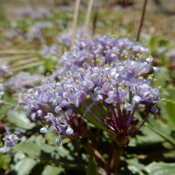 Ceanothus prostratus
