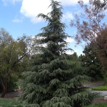 Cedrus deodara