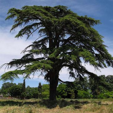 Cedrus libani