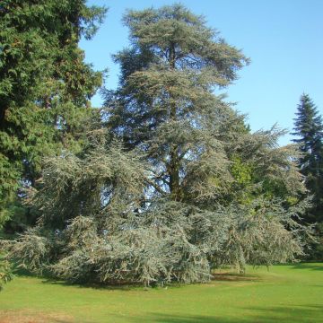 Cedrus libani subsp. atlantica Glauca