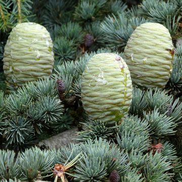 Cedrus deodara em sementes - Cedro-do-himalaia