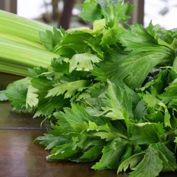 Aipo Tall Utah 52/70 Clare