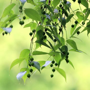 Celtis australis em sementes - Lodão-bastardo