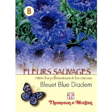 Aciano Blue Diadem em sementes