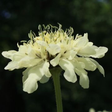 Cephalaria alpina