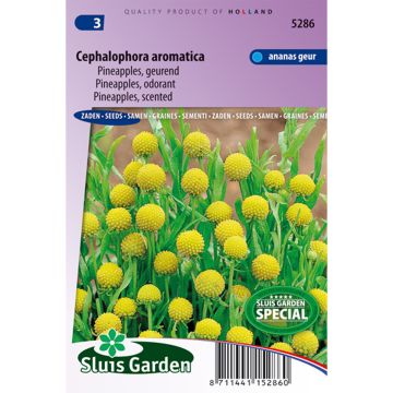 Cephalophora aromatica Pineapples em sementes