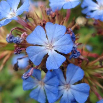 Ceratostigma willmottianum