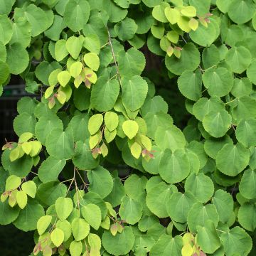 Cercidiphyllum japonicum em sementes - Árvore-do-caramelo