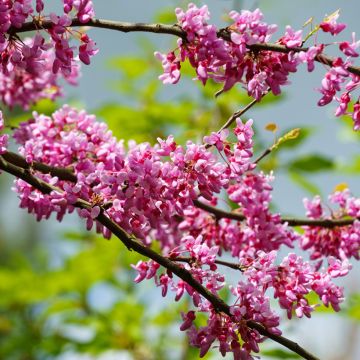 Cercis canadensis Tennessee Pink