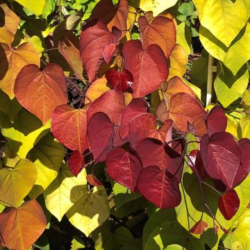Cercis canadensis Eternal Flame