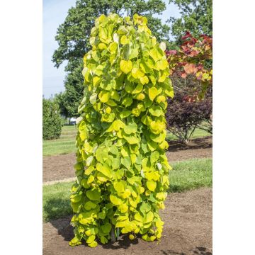 Cercis canadensis Golden Falls