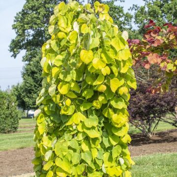 Cercis canadensis Golden Falls