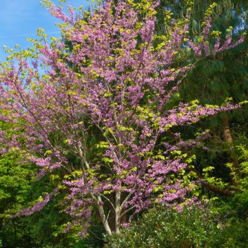 Cercis canadensis
