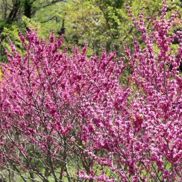 Cercis chinensis Avondale