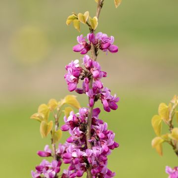 Cercis siliquastrum Cercis siliquastrum