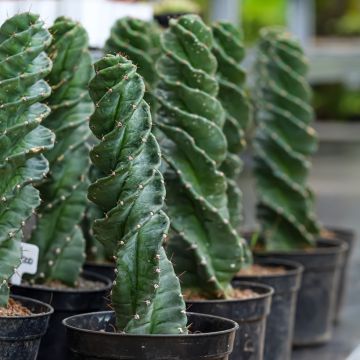 Cereus forbesii Spiralis