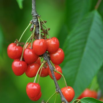 Cerejeira Bigarreau Lapins - Prunus avium