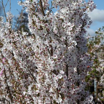 Cerejeira de flor - Prunus Royal Flame