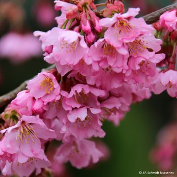 Cerejeira de flor - Prunus Pink Cascade