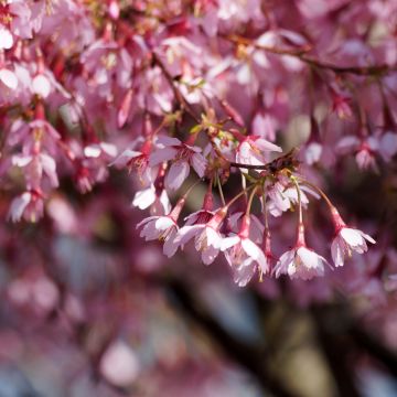Cerejeira-do-japão anã Paean - Prunus incisa em flor