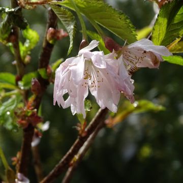 Cerejeira-do-japão anã Oshidori - Prunus incisa em flor