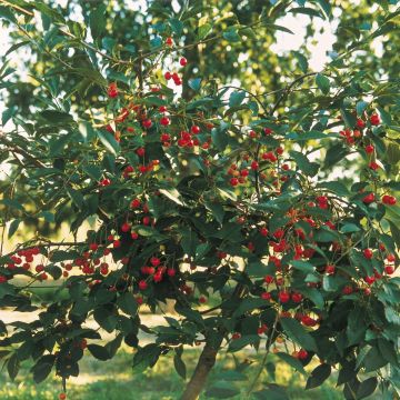 Cerejeira-anã Griotella Georges Delbard - Prunus avium