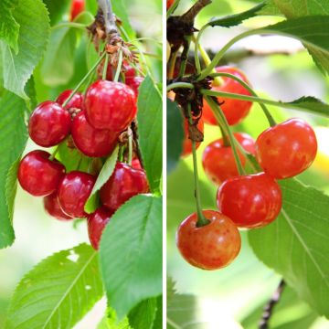 Cerejeira Bigarreau Duo Burlat + Napoléon - Prunus cerasus