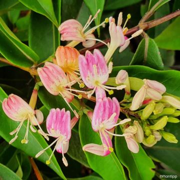 Madressilva-de-Henry Marinella - Lonicera henryi