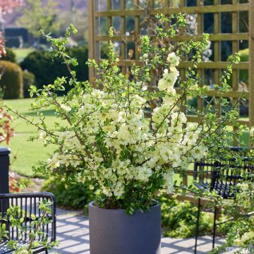 Marmeleiro-do-Japão Lemon Sorbet - Chaenomeles speciosa