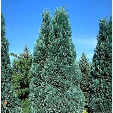 Cipreste-de-Lawson Alumii - Chamaecyparis lawsoniana