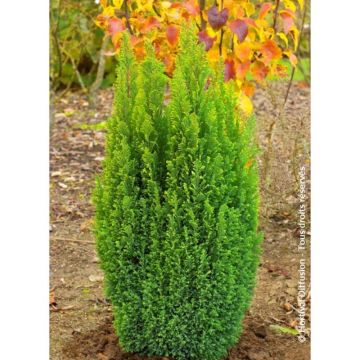 Cipreste-de-Lawson Ellwood's Gold - Chamaecyparis lawsoniana