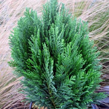 Cipreste-de-Lawson Minima Glauca - Chamaecyparis lawsoniana