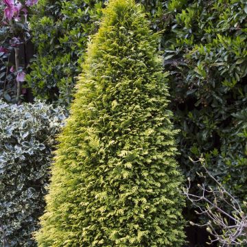 Cipreste-de-Lawson Stardust - Chamaecyparis lawsoniana