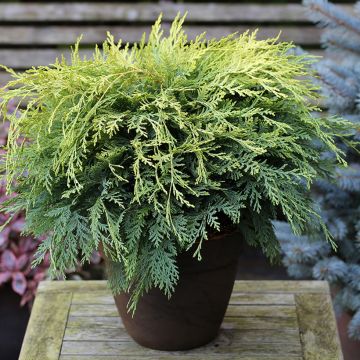 Cipreste-de-Lawson Sunkist - Chamaecyparis lawsoniana