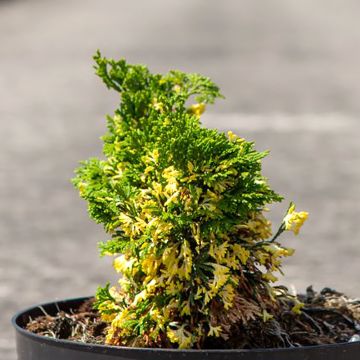 Chamaecyparis obtusa Baldwin Variegado